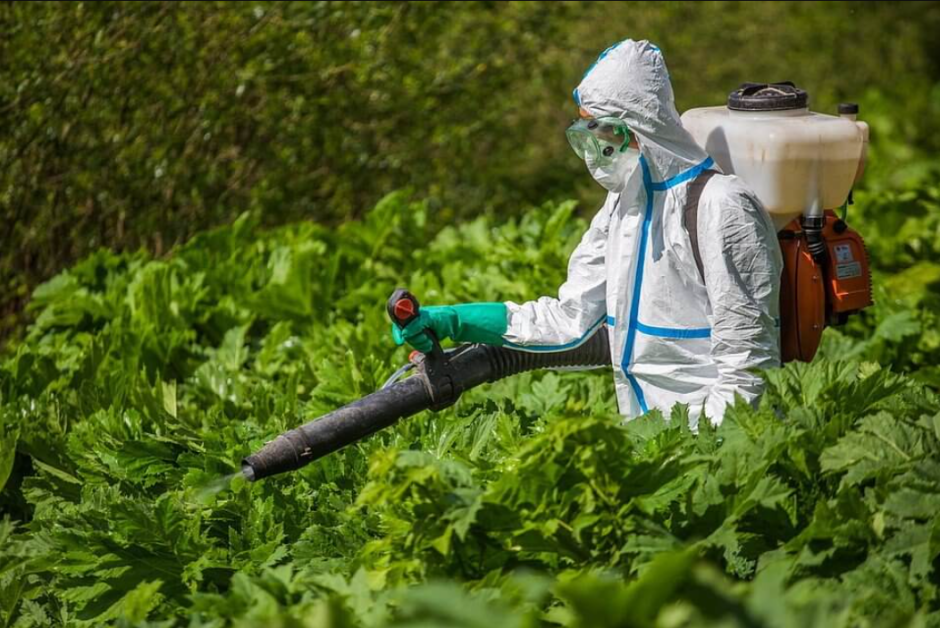 Уничтожение борщевика