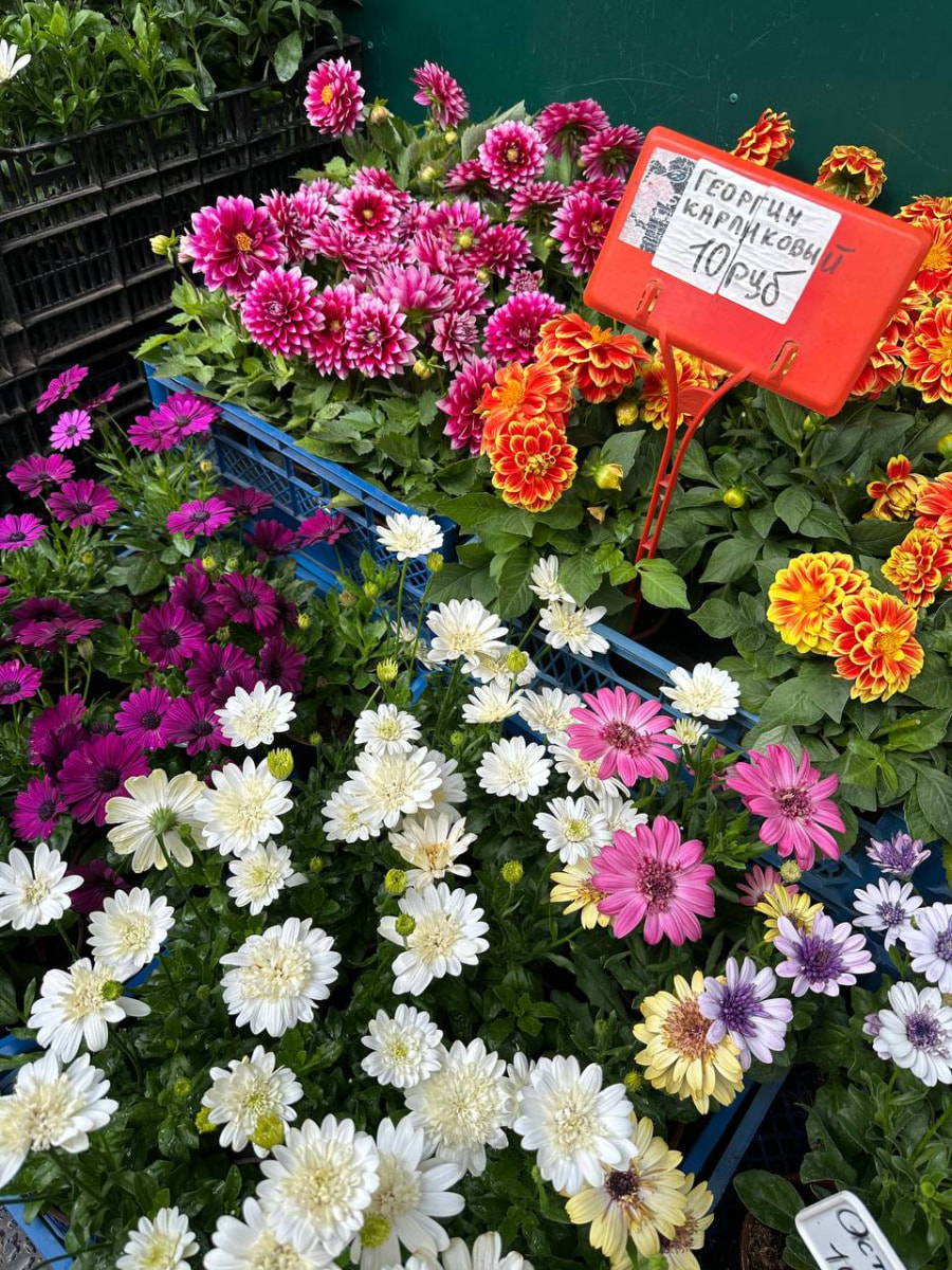 цветы балкон 12.jpg