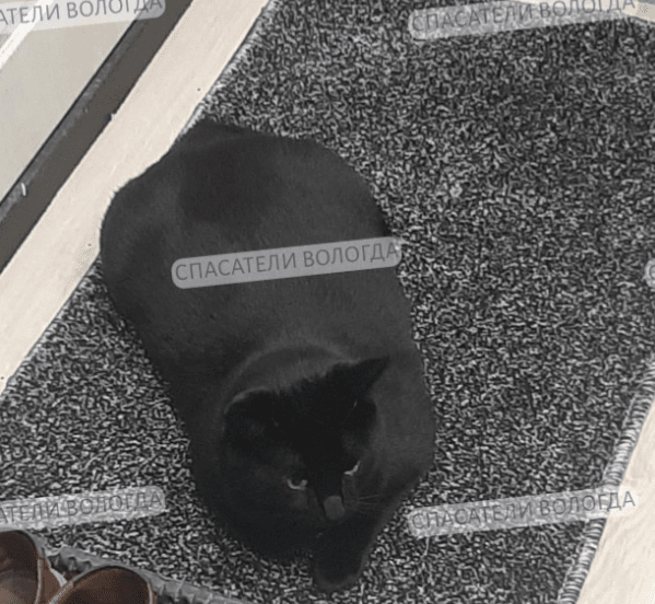 кот беляш.png