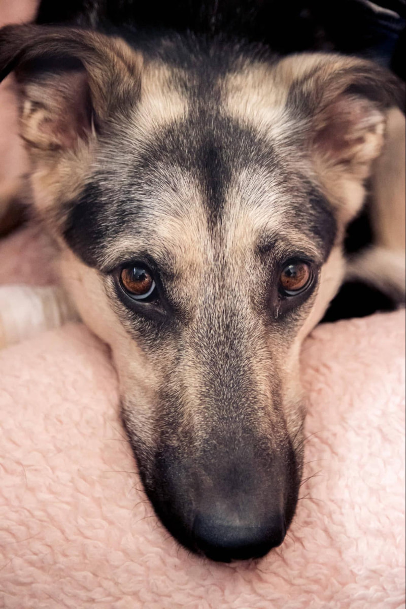 Жывёла 2_Зося.jpg