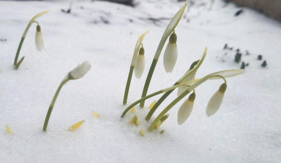 Первоцветы 1_Подснежники.jpg