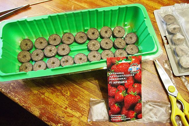 земляника 4.jpg