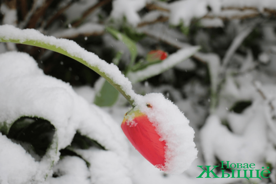 снег2.png снег2.png