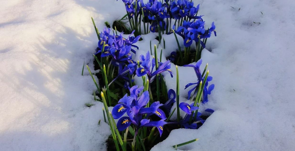 цветы под снегом.jpg