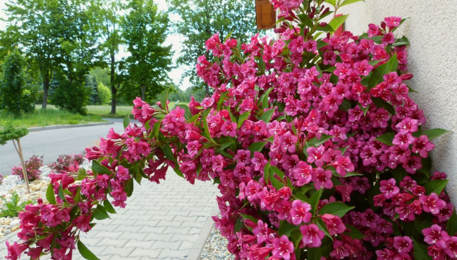 Вейгела летом