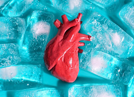 Ученые приблизились к созданию “банка органов” для трансплантации