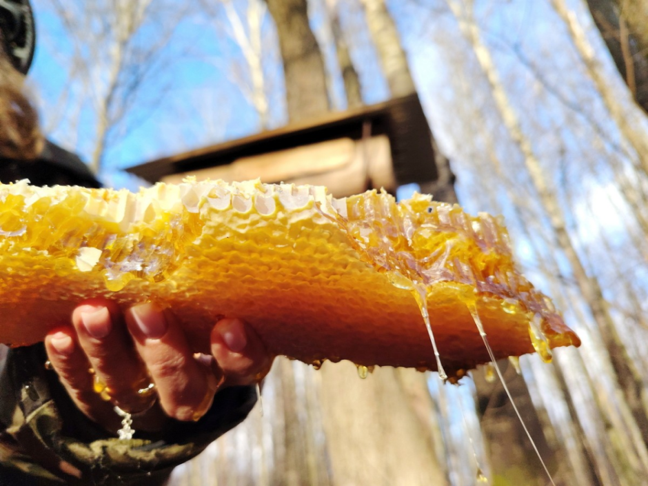 Как бортник спасает на Полесье черных пчел 30.png