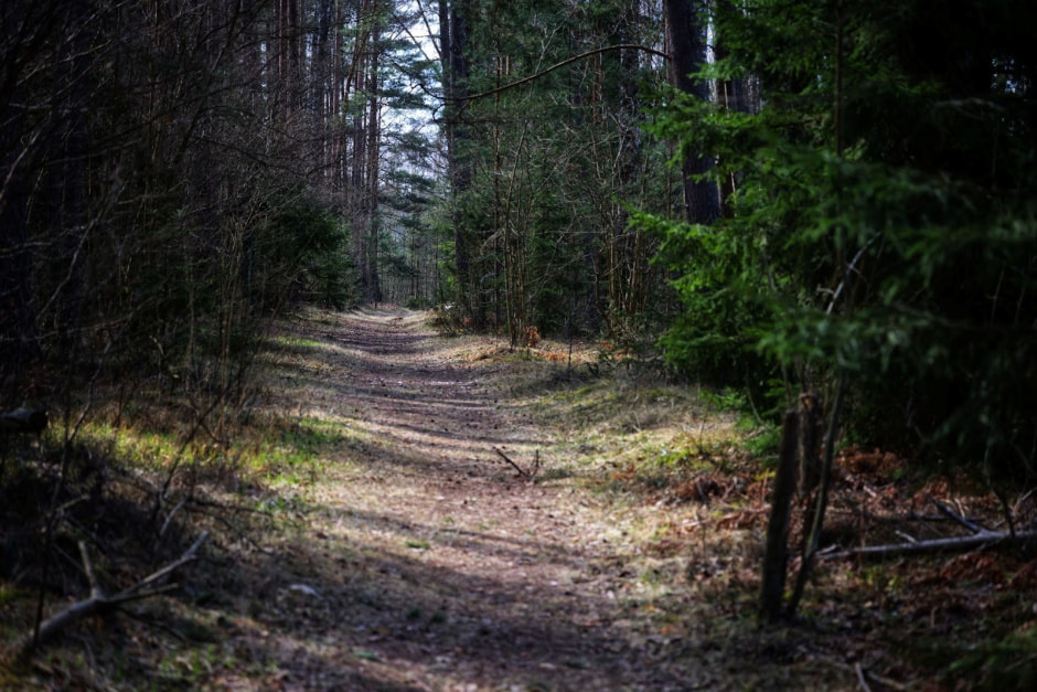 14-Тропа в Березинском заповеднике.jpg