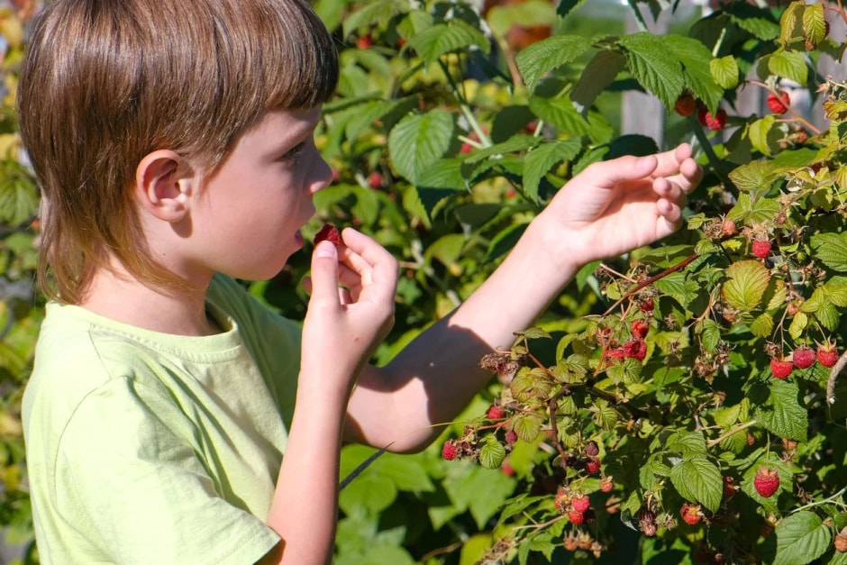 Дети едят малину 2.jpg Дети едят малину 2.jpg