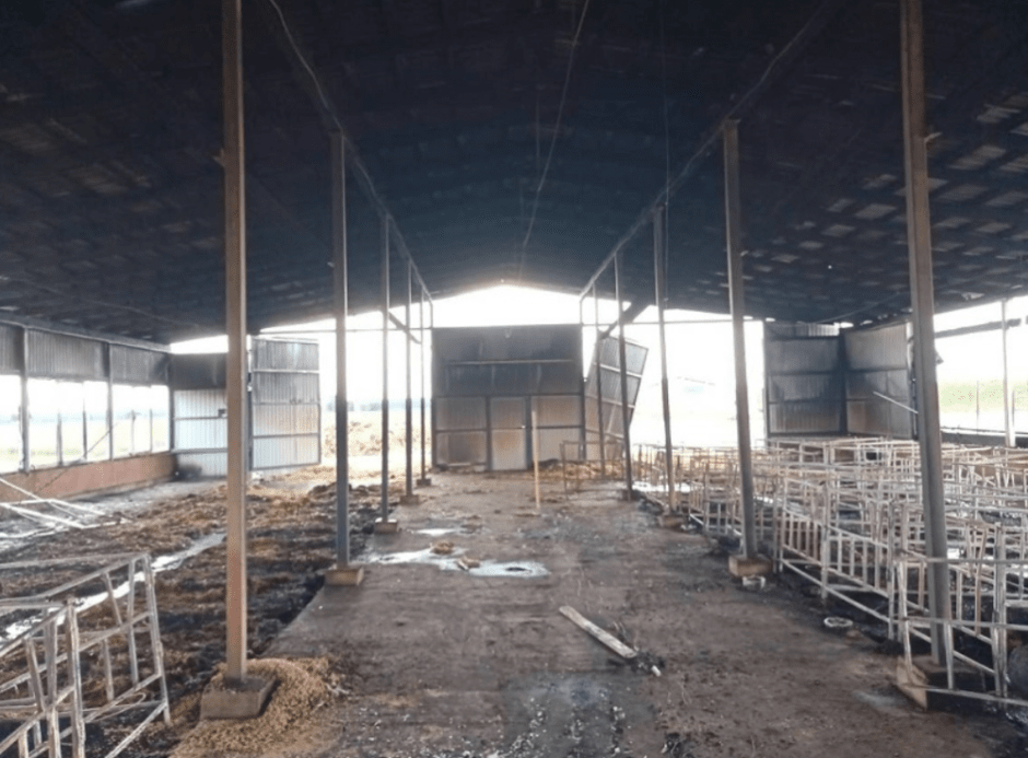 В СК рассказали подробности пожара, в котором погибли более 110 телят. Найден виновный (3).png В СК рассказали подробности пожара, в котором погибли более 110 телят. Найден виновный (3).png