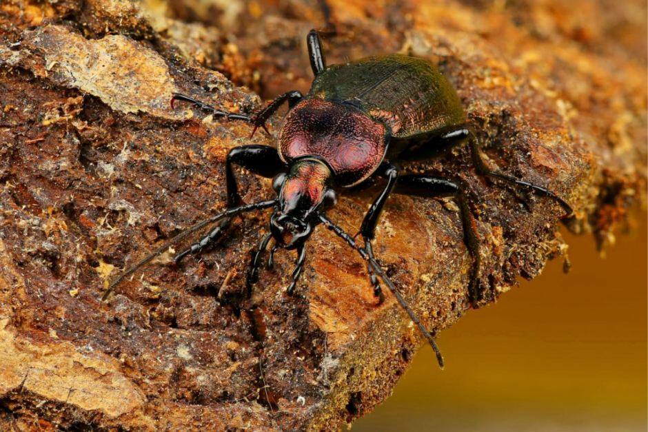 Макрофото насекомых 10.png