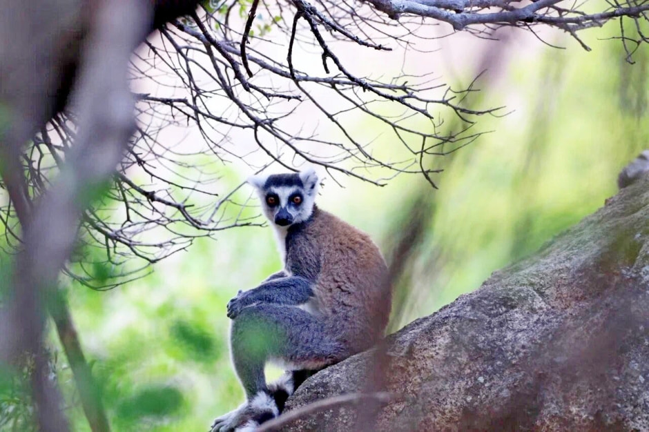 Мадагаскар 3.jpg