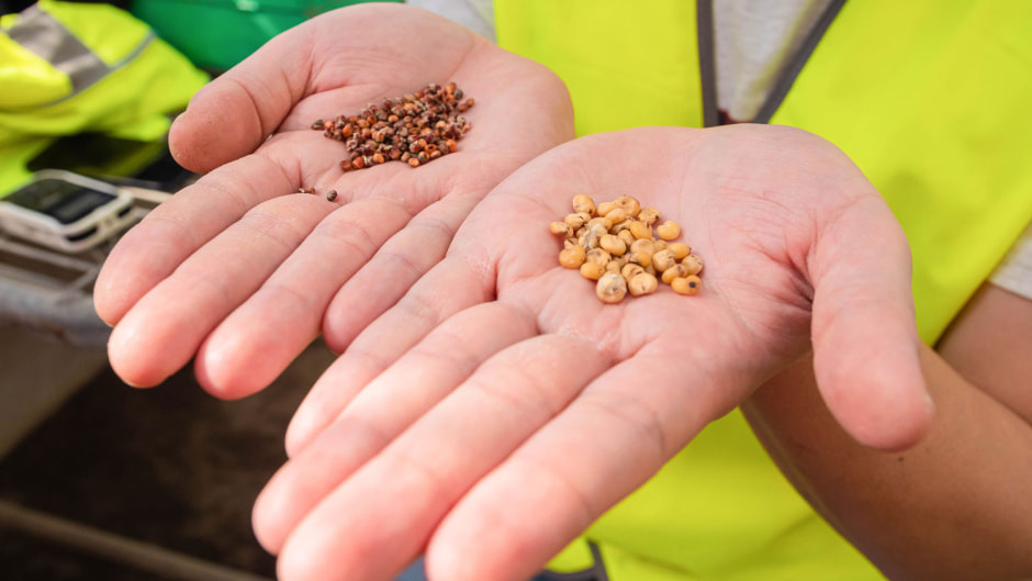 Микрозелень на подоконнике 3.jpg