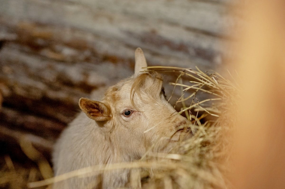 Туристическая деревня Белые луга 22.jpg