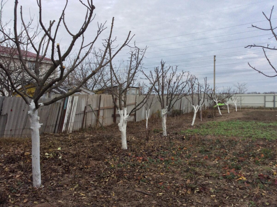 побелка2.jpg побелка2.jpg