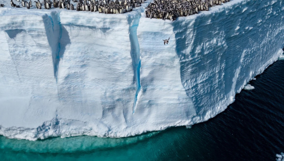 Пингвин прыгает со скалы.jpg