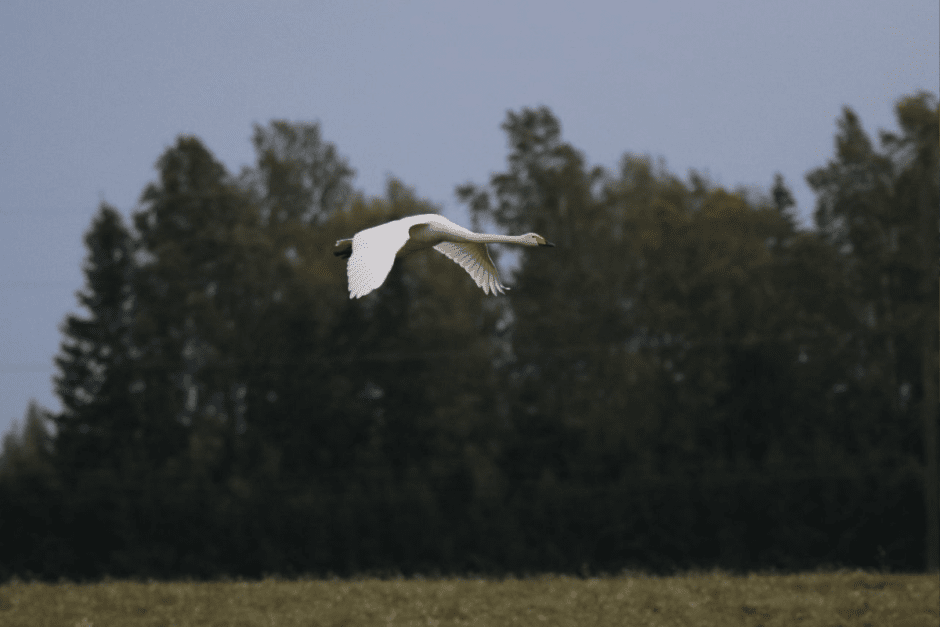 Лебедь-кликун 4.png