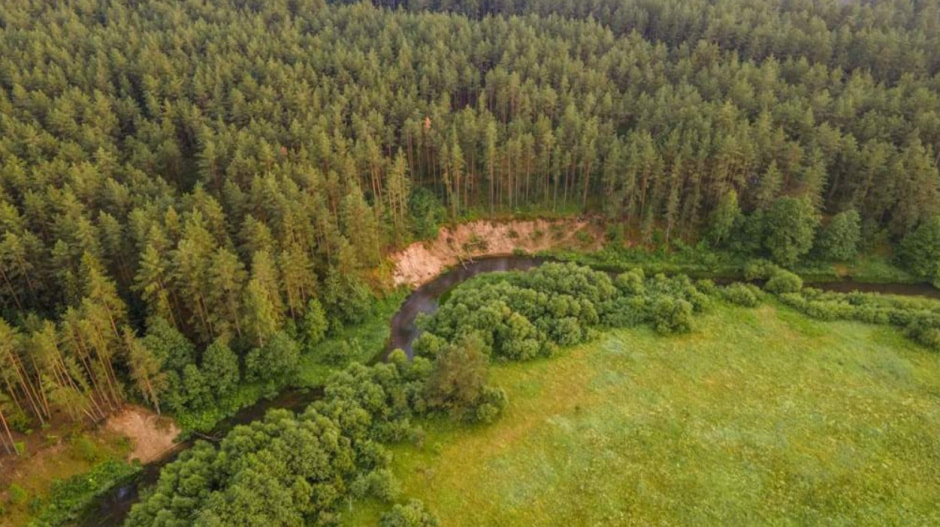 Леса Беларуси