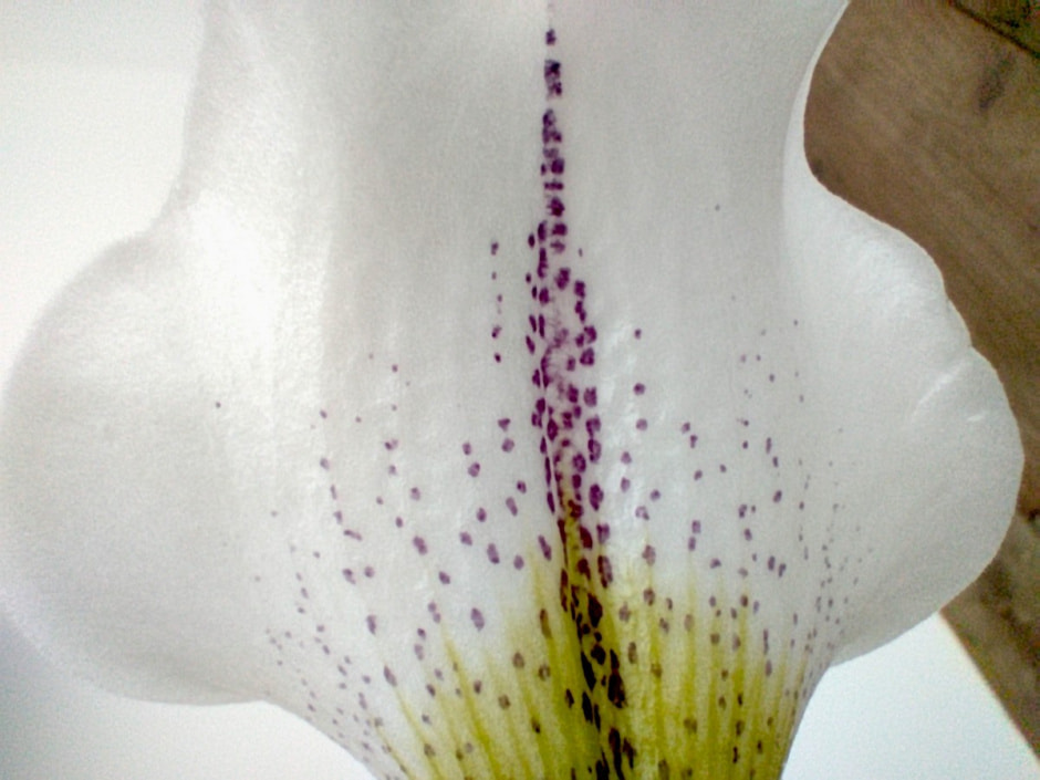 Обзор Honor X9a_фото 5.jpg