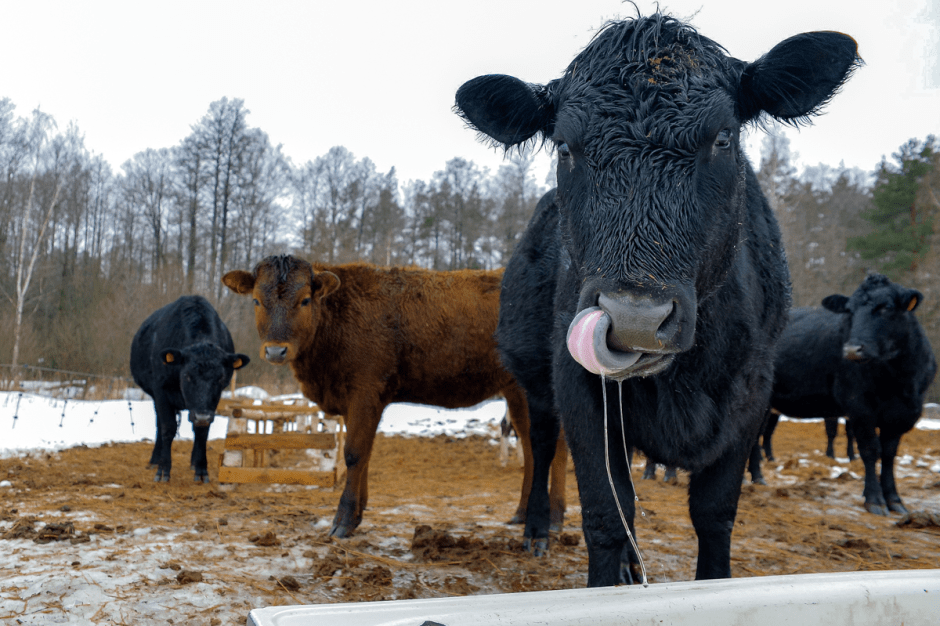 Фермер хутор Ёдишки 7.png