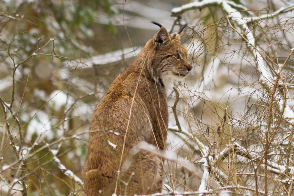 Чем знаменита рысь 10.png