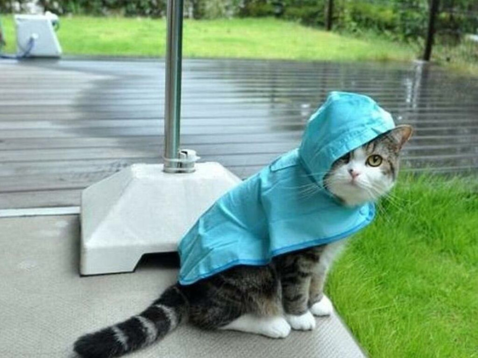 Кот в дождивике.jpg