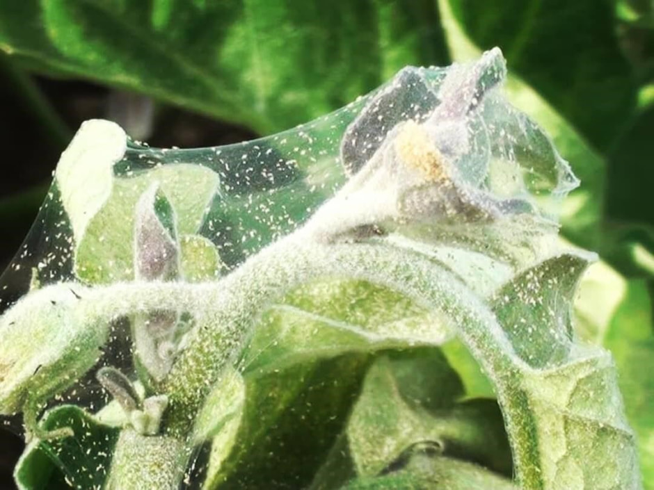 Как бороться с паутинным клещом 1.jpg