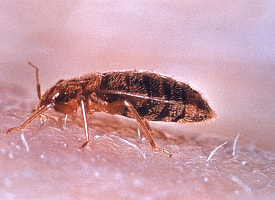 Резко разворачиваются и убегают. Ученые узнали, чего боятся постельные клопы