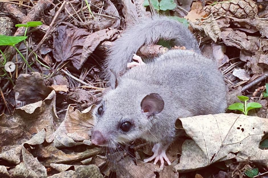 Соня-полчок 13.png