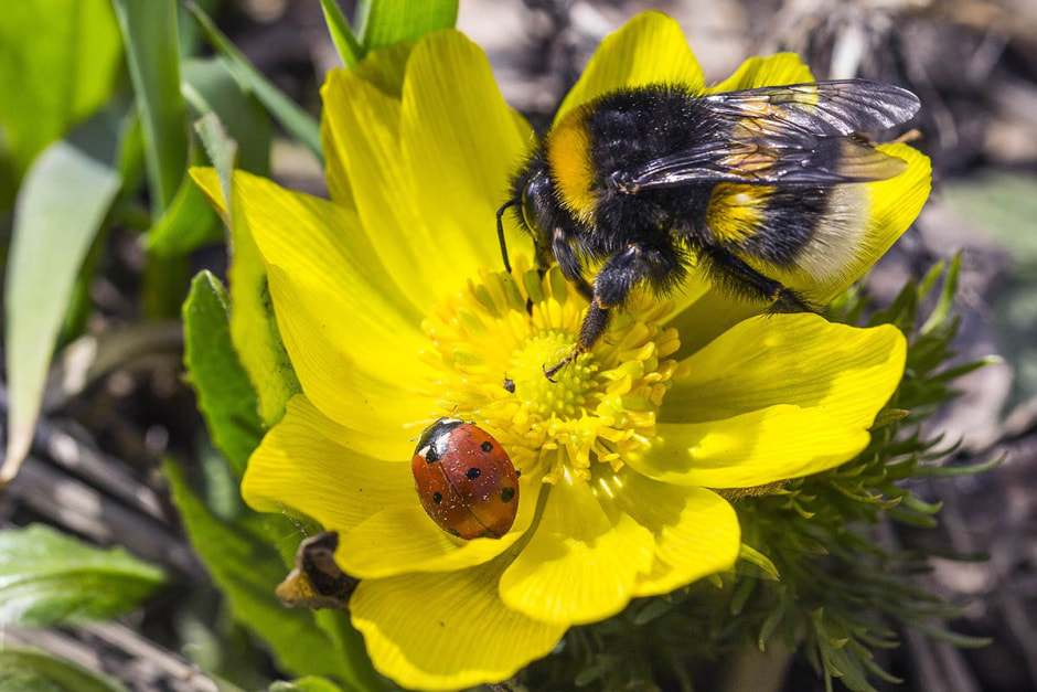 Божья коровка на участке