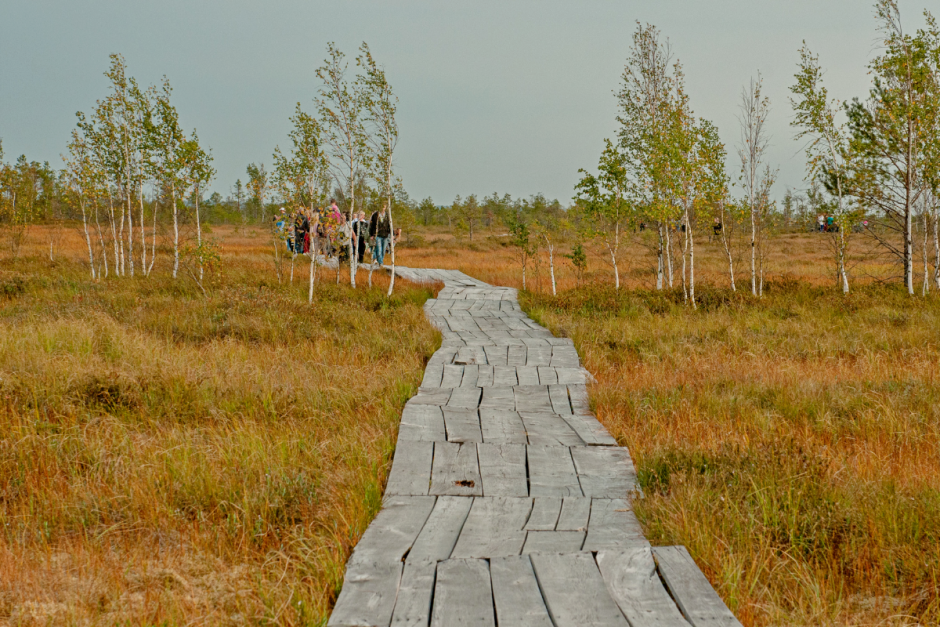 Серые журавли и Ельня 9.png