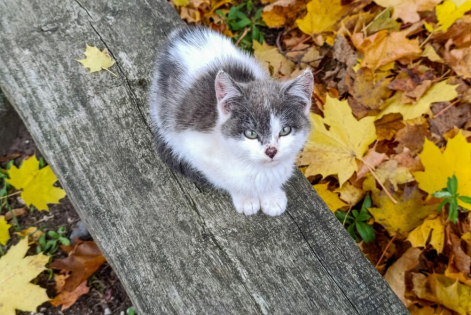 Как минчане переехали в деревню Вигушки 9.jpg