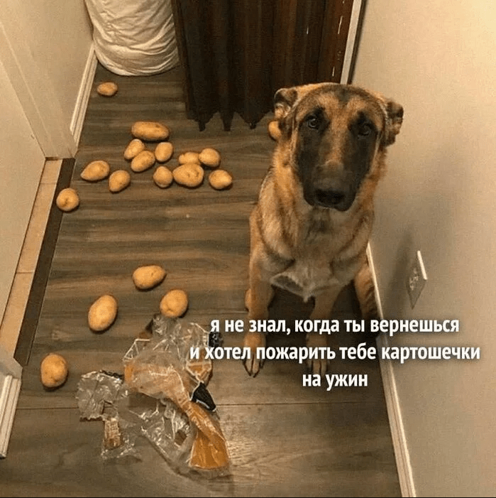 картофель мем собака