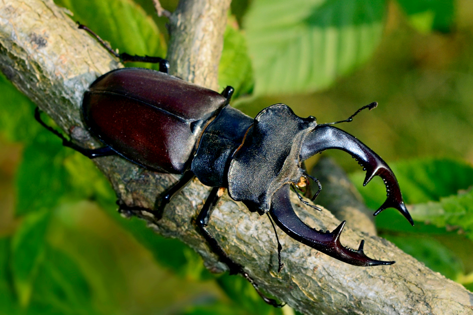 Где зимуют насекомые 5.png