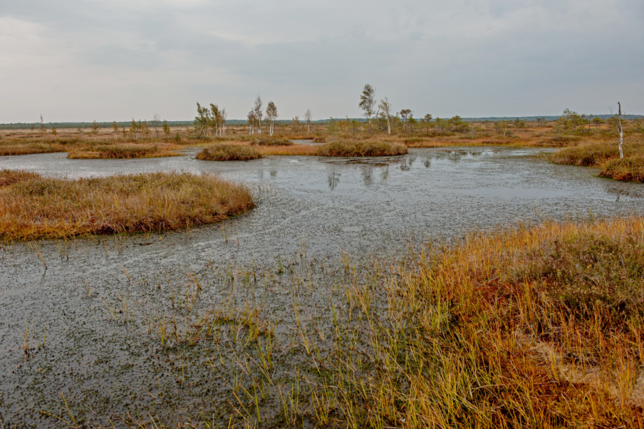 Серые журавли и Ельня 16.png Серые журавли и Ельня 16.png