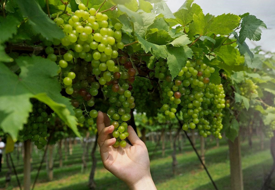 Как ухаживать за виноградом 1.jpg