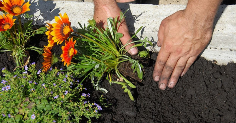 Июльские цветы на даче