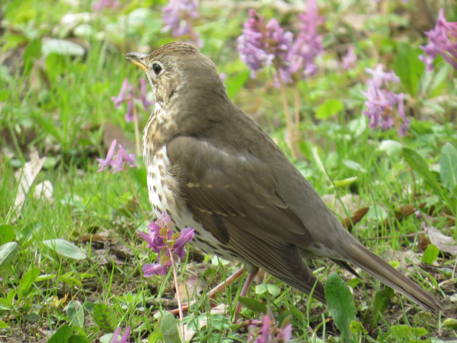 певчий дрозд5.jpg