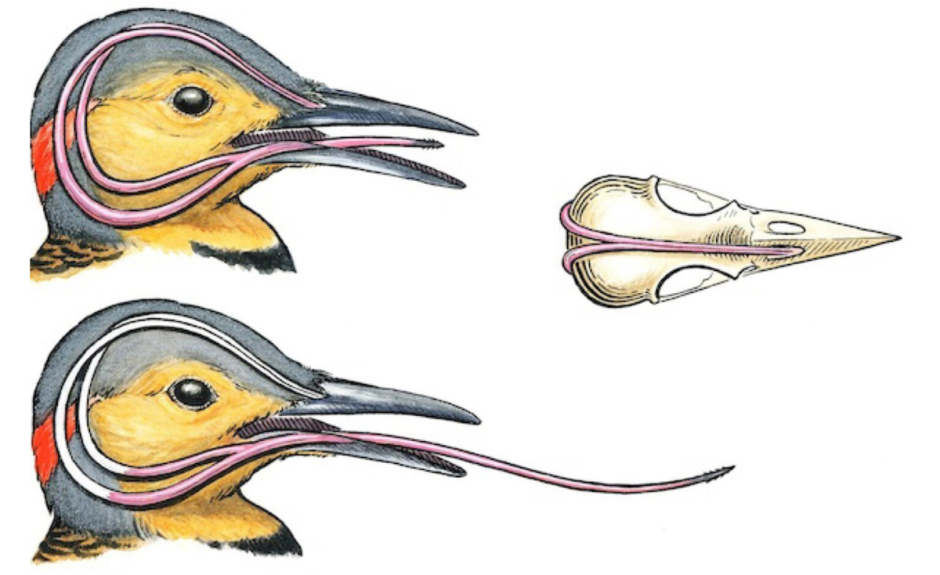 Зимние птицы в городе 14_Язык дятла.png