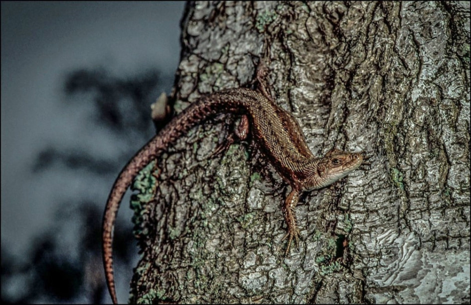 Живородящая ящерица 5.jpg