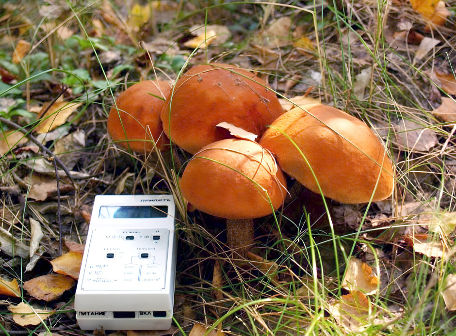 Грибы с радиацией