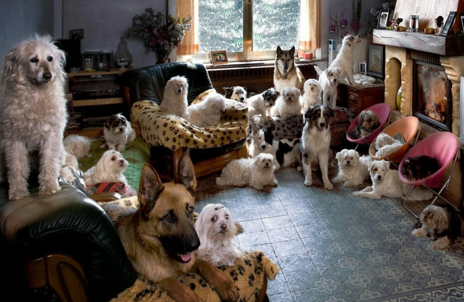 собаки в доме