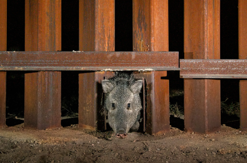 Двери на границе Заповедник Куэнка-Лос-Охос, Сонора, Мексика