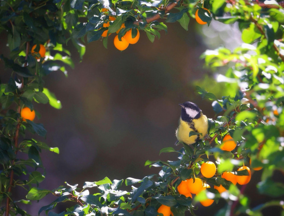 20-Большая синица.jpg