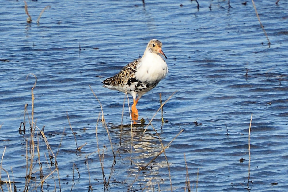 Турухтаны 5.png