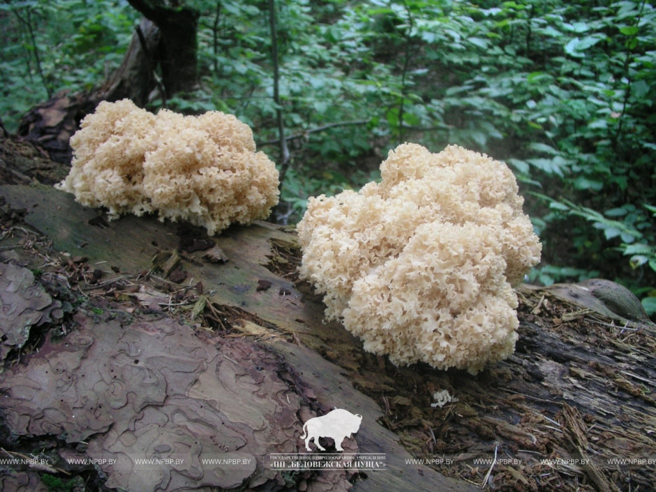 Грибная капуста 1.jpg