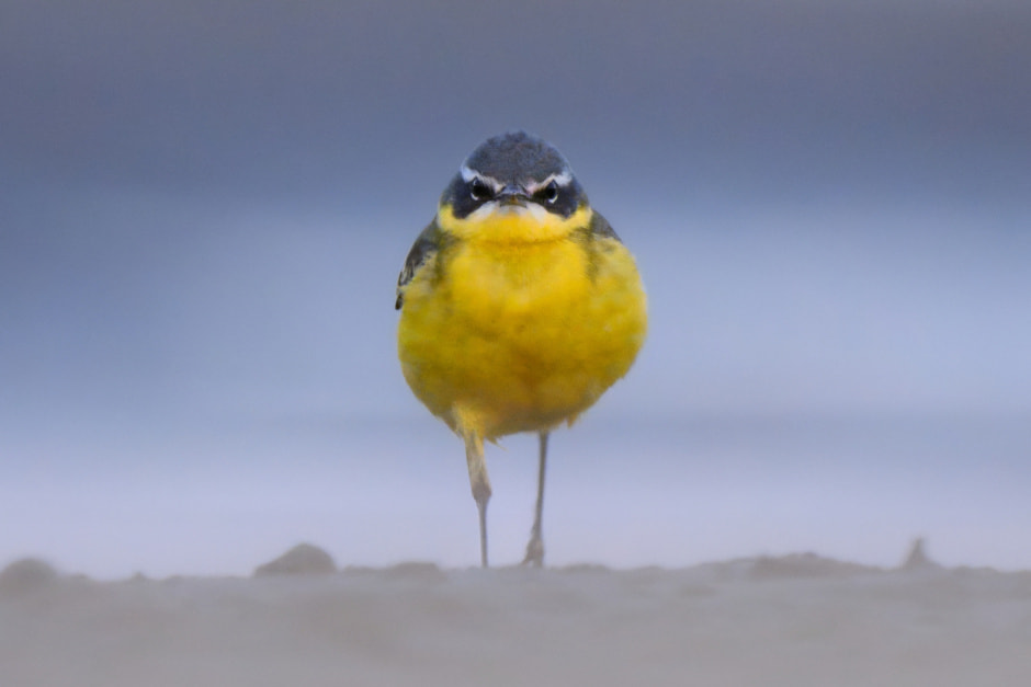 Асталависта Алексевич.jpg