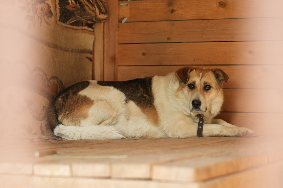 Betera помогает приюту