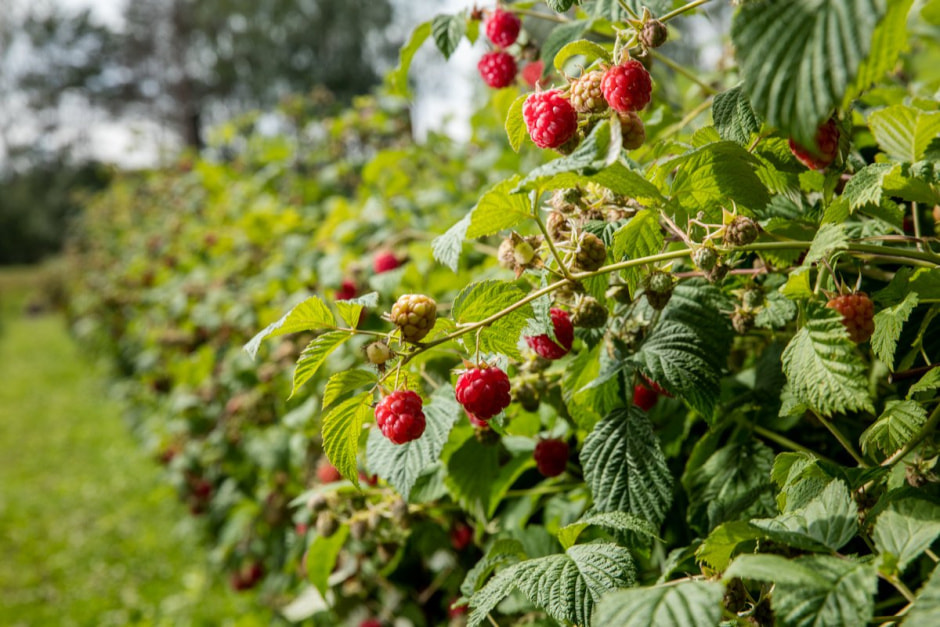 Малинник.jpg Малинник.jpg