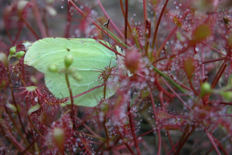 Хищные растения Беларуси 9.png